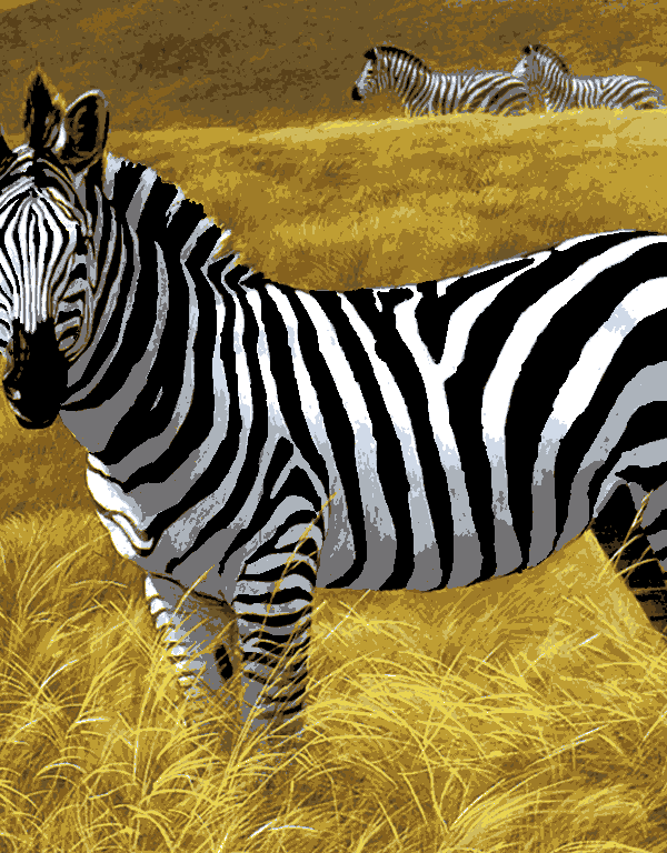 zebra (al 003) gobelin stickbild stickpackung