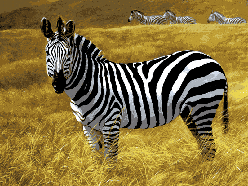 zebra (al 003) gobelin stickbild stickpackung