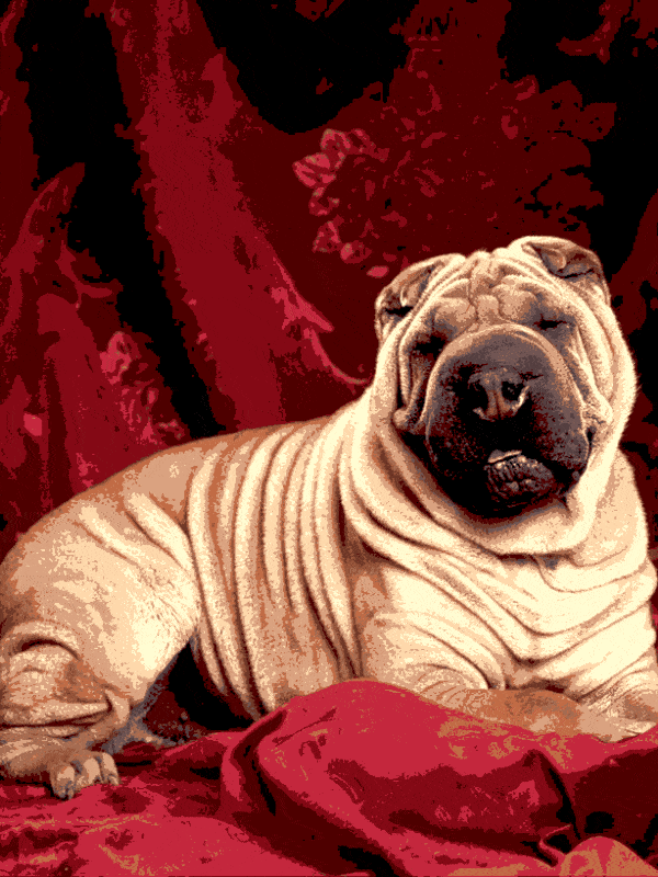 shar pei (al 007) gobelin stickbild stickpackung