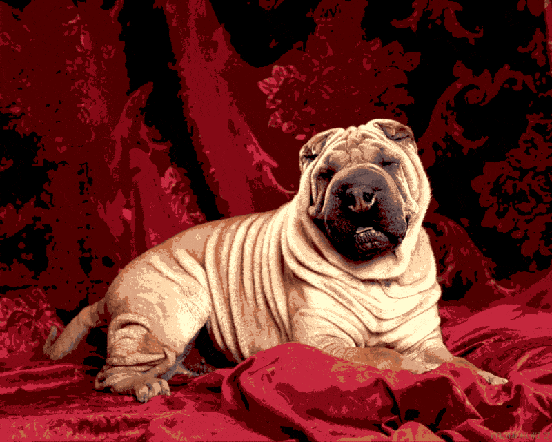 shar pei (al 007) gobelin stickbild stickpackung