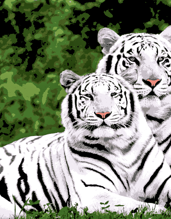 weiße tiger (al 008) gobelin stickbild stickpackung