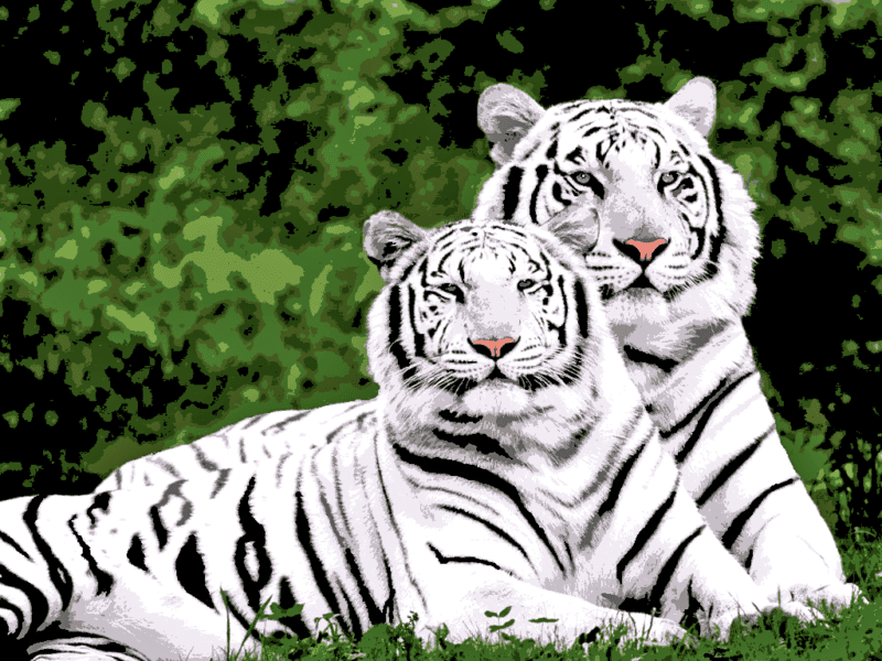 weiße tiger (al 008) gobelin stickbild stickpackung