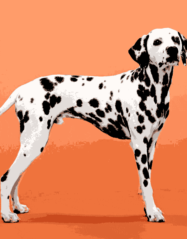 dalmatinischer hund (al 009) gobelin stickbild stickpackung