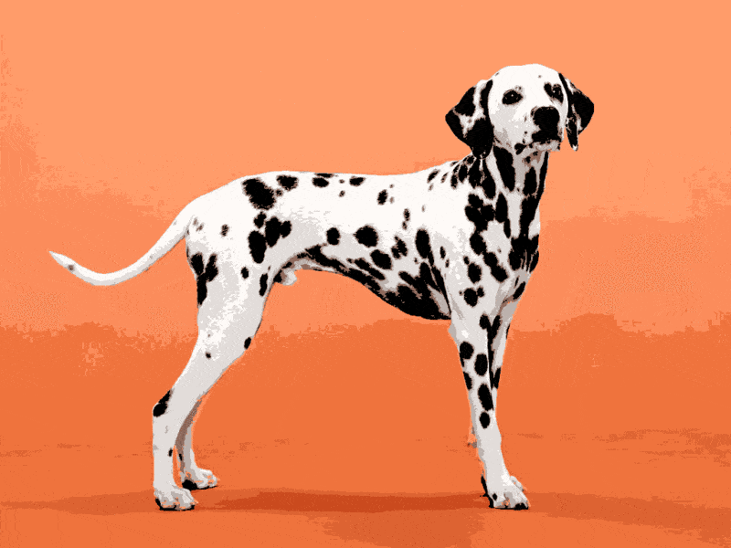 dalmatinischer hund (al 009) gobelin stickbild stickpackung