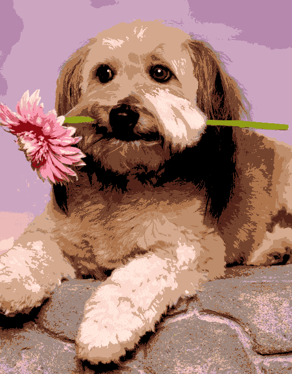 hündchen mit blume (al 010) gobelin stickbild stickpackung