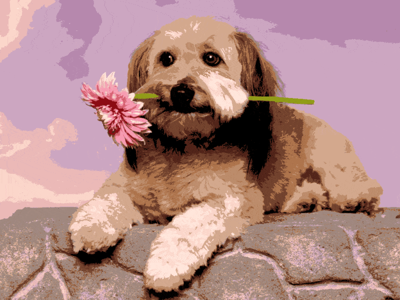 hündchen mit blume (al 010) gobelin stickbild stickpackung
