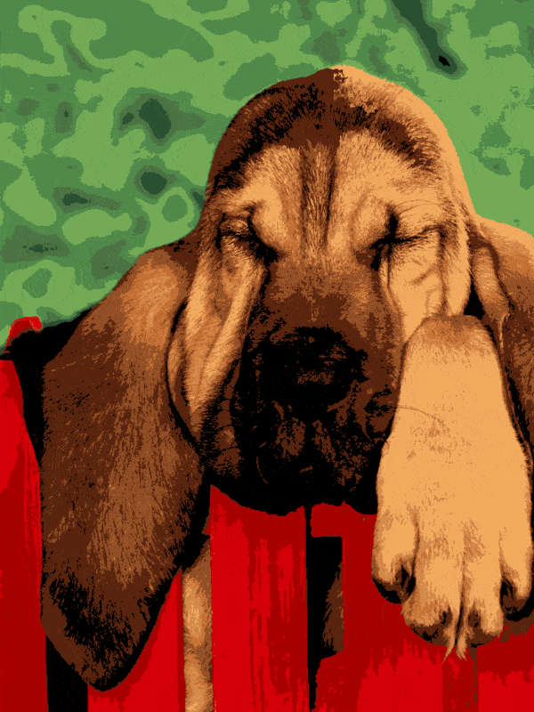 langohriger hund (al 014) gobelin stickbild stickpackung