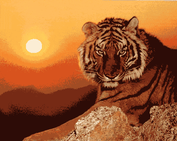 tiger bei sonnenuntergang (al 040) gobelin stickbild stickpackung