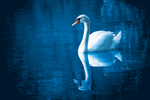 schwan auf dem see (mg 098) gobelin stickbild stickpackung