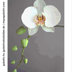 bezaubernde orchideen (mg 1110) gobelin stickbild stickpackung