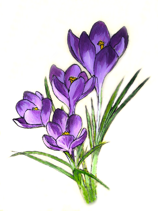 krokus blume (mg 391) gobelin stickbild stickpackung