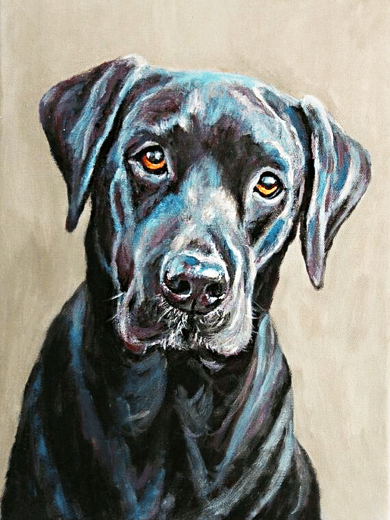 labrador hund (mg 404) gobelin stickbild stickpackung
