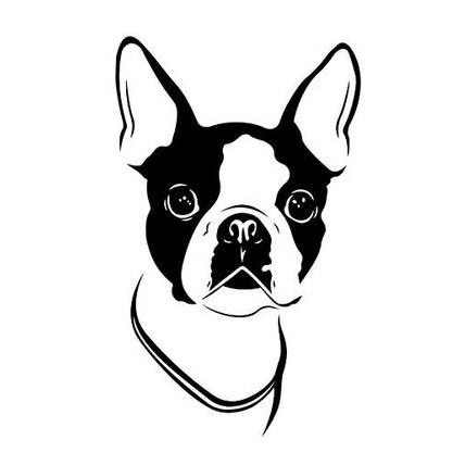 boston terrier (mg 472) gobelin stickbild stickpackung