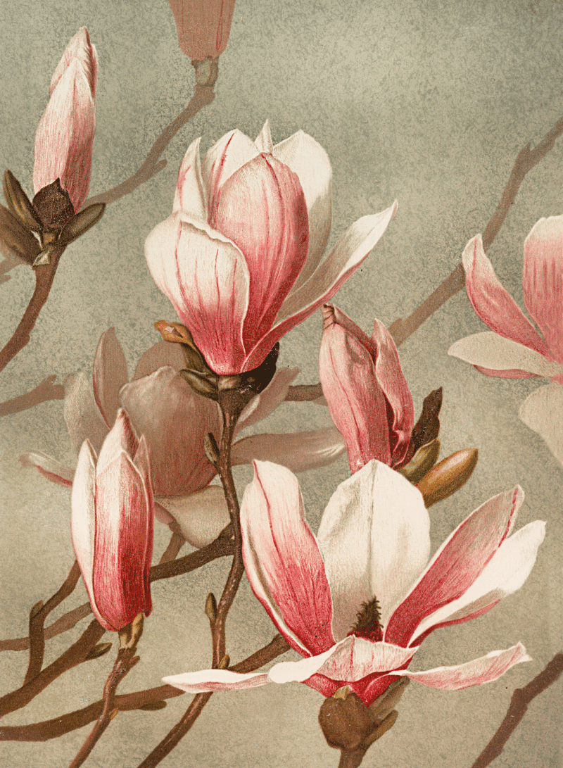 magnolie (mg 772) gobelin stickbild stickpackung