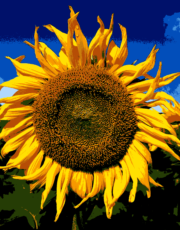 die sonnenblume (vi 003) gobelin stickbild stickpackung