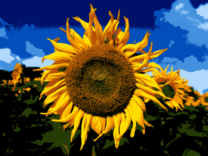 die sonnenblume (vi 003) gobelin stickbild stickpackung
