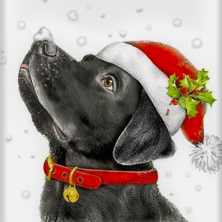 labrador weihnachten (mg 390)